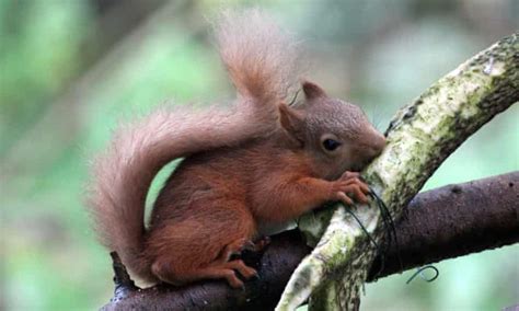 red squirrels with a taste for antlers wildlife the guardian