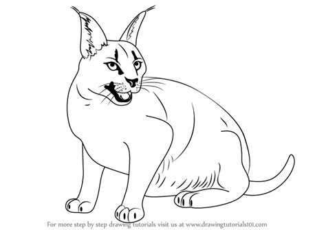 draw  caracal wild animals step  step drawingtutorialscom