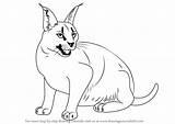 Caracal Draw Drawing Wild Step Animals sketch template