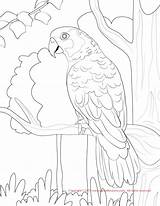 Conure Coloring Amazon Yellow Sun Kea Pages Nape Drawing Color Getdrawings Drawings Template 1275 72kb sketch template