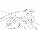 Coloring Leopard Gecko Drawing Pages Bearded Dragon Kids Getdrawings Getcolorings Printable Color sketch template