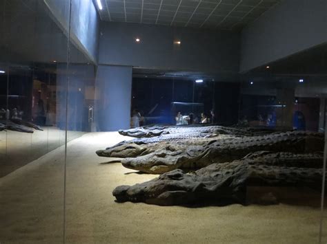 Over 300 Mummified Crocodiles Were Found At The Temple Of Kom Ombo A
