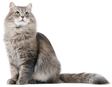 cat hd png transparent cat hdpng images pluspng