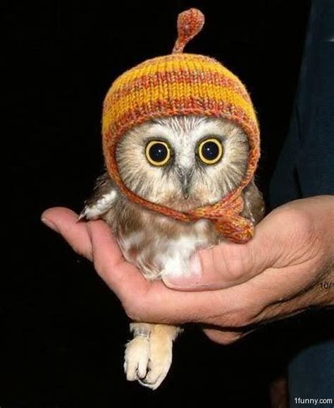 cute owl funnycom
