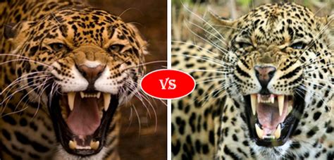 What S The Difference Between Cheetahs Cougars Jaguars