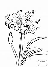 Amaryllis Getdrawings Flower Drawing sketch template