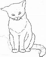 Cat Coloring Pages Real Printable Getcolorings Realistic Tabby sketch template