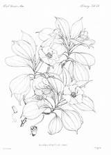 Coloring Adult Botanical Pages Colouring Sheets Botany Printable Adults Kitka sketch template
