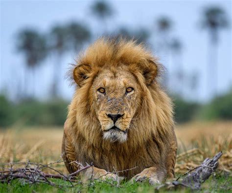 african lion safari   sightings  africa