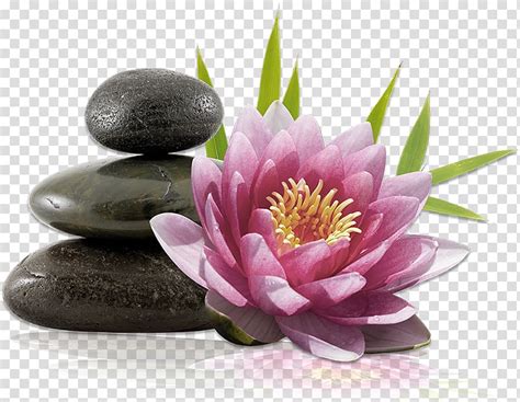 pink lotus flower  stones   massage
