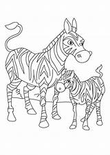 Coloring Pages Zebra Baby sketch template