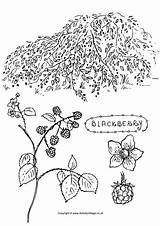 Blackberry Colouring Bush Tree Autumn Coloring Pages Colour Activity Fruit Village Trees Activityvillage Choose Board sketch template