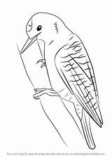 Woodpecker Draw Drawing Step Woodpeckers Getdrawings Learn Pileated Tutorials sketch template