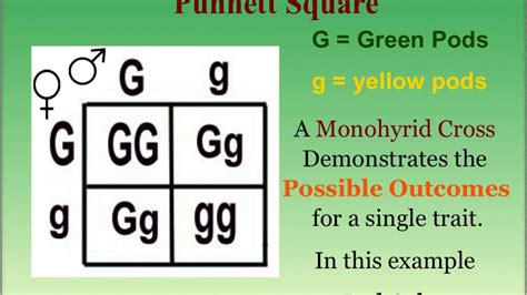 What Is A Punnett Square And Why Is It Useful In Genetics Genetics