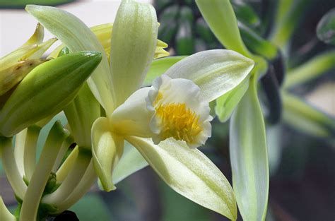 vaniglia orchidea originaria del messico gustapediait