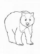 Orso Disegno Bears Bestcoloringpagesforkids Stampare sketch template