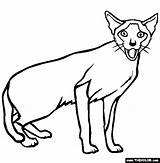 Coloring Siamese Cat Cats Pages Online Drawing Clipart Line Clipartbest Kittens Getdrawings Designlooter Clipartmag sketch template