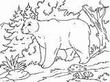 Oso Colorear Bosque Bosques Urso Alpino Paracolorear Categorias sketch template