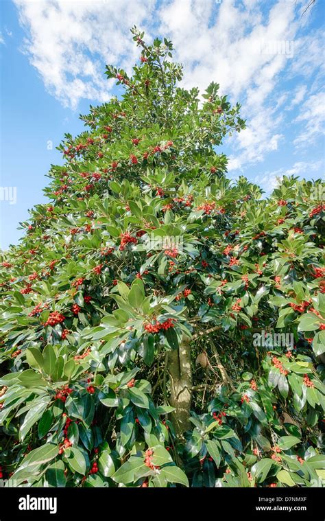 evergreen tree  red berries stock photo alamy