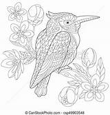 Kookaburra Coloring Kingfisher Branch Blossoming Zentangle sketch template