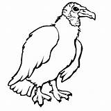 Vulture Coloring Pages Color Drawing Animals Printable Sheet Getdrawings sketch template