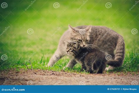 mum  cat cares   kitten stock image image  animal pair