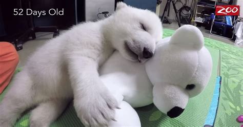 cuddly polar bear cub gains fame    grow