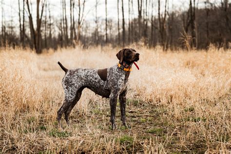 dog breed highlight german shorthaired pointer sportsmans pride