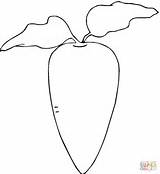 Radish Coloring Pages Printable Clipart Gif Drawing Radishes Supercoloring Categories sketch template