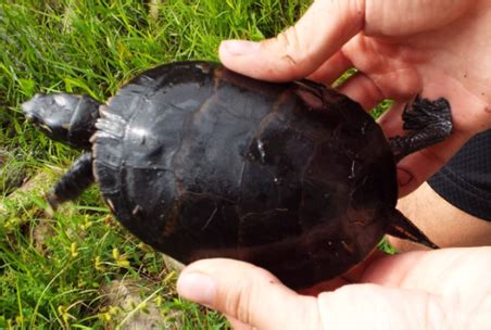 ecophysiology  turtle adaptability materials methods james dearworth