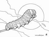 Chenille Caterpillar Coloriage Oruga Beetle Hellokids Insect Colorier Insectos Insectes Sheets sketch template