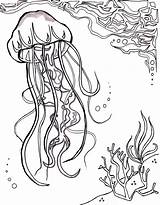 Coloring Pages Ocean Jellyfish Sea Sheet Nautical Adults Realistic Drawing Jelly Fish Deep Print Printable Aquatic Star Sheets Color Summer sketch template
