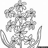 Zambila Hyacinth Colorat Zambile Planse Flori Clopotel Designlooter Thecolor 560px 12kb sketch template