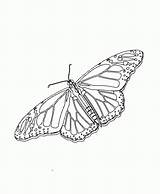 Coloring Butterfly Monarch Popular sketch template