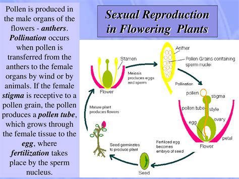 Methods Of Reproduction Sexual And Asexual Reproduction презентация