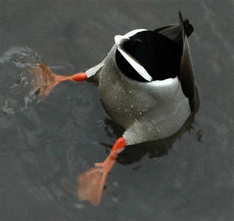 A Ducks Butt First Butt Sex