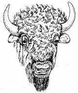 Bison sketch template