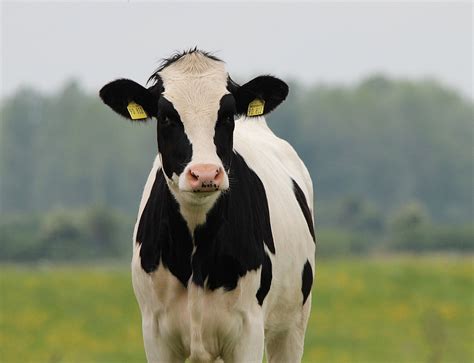 How To Determine When A Cow Is In Heat Farm And Dairy