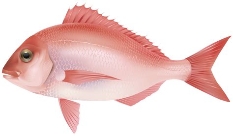 fish png