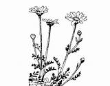 Daisies Some Coloring Coloringcrew sketch template