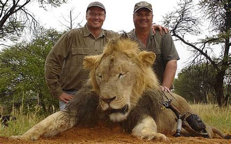 donald trump defends  big game hunting sons  death  cecil  lion daily mail