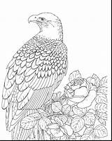 Eagle Coloring Bald Pages Printable Realistic Kids Color Falcon Adult Template Bird Sea Peregrine Outline Adults Drawing Eagles Print Supercoloring sketch template