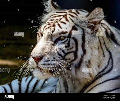 white tiger or bleached tiger panthera tigris tigris bengal close up