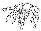 Spider Coloring Realistic Pages Sheet Ages sketch template