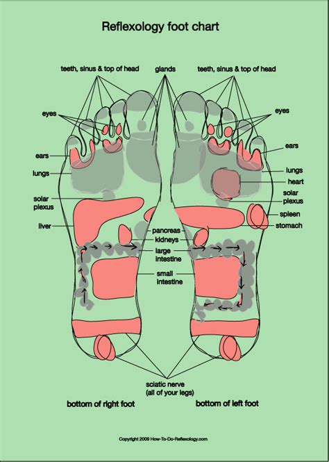 reflexology charts for top side bottom of foot learn reflexology