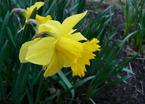 daffodil description narcissus plant flower bulb facts