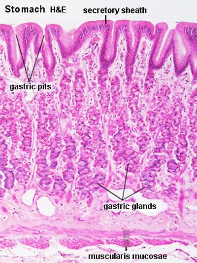 Bgdb Practical Upper Gastrointestinal Tract Histology Embryology