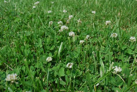 grass  clover  stock photo public domain pictures