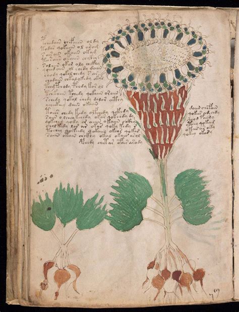 voynich manuscript  colored illustrations  book worlds