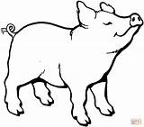 Pig Coloring Pages Preschoolers Template Printable Color Pigs Dibujo Colouring Cerdito El Smells Something sketch template